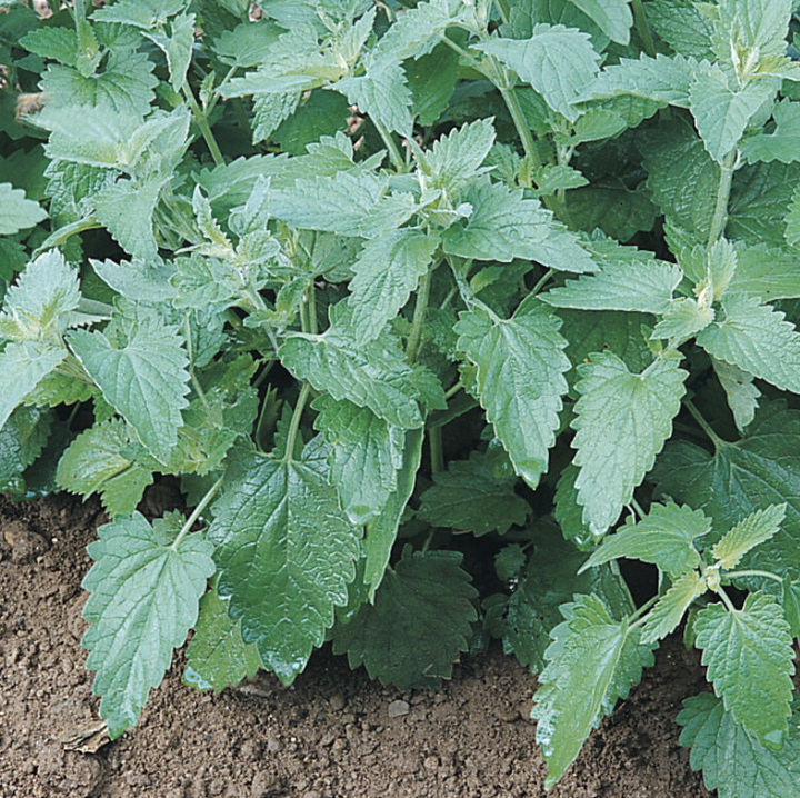Large catnip plant growing in the ground. 